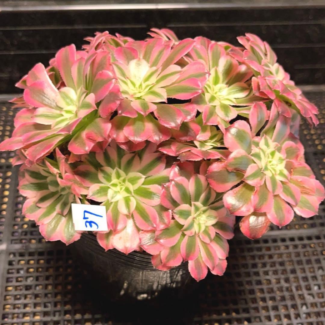 37#多肉植物アエオニウム錦❤️ ガーネット白斑錦 ❤️12頭116cm拔き苗