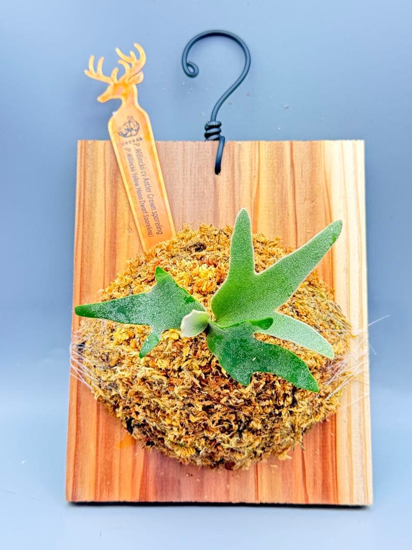 ビカクシダP. Willinckii Antler Crown spore