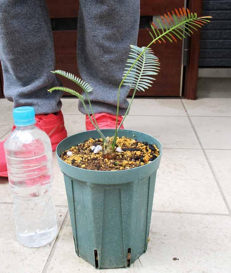 【現品】ディオーン・エデュレ - Dioon edule　５号　SB番