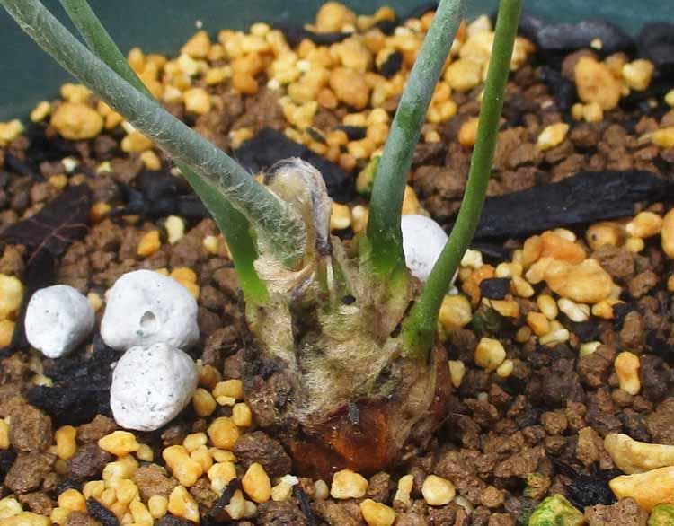 【現品】ディオーン・エデュレ - Dioon edule　５号　SB番