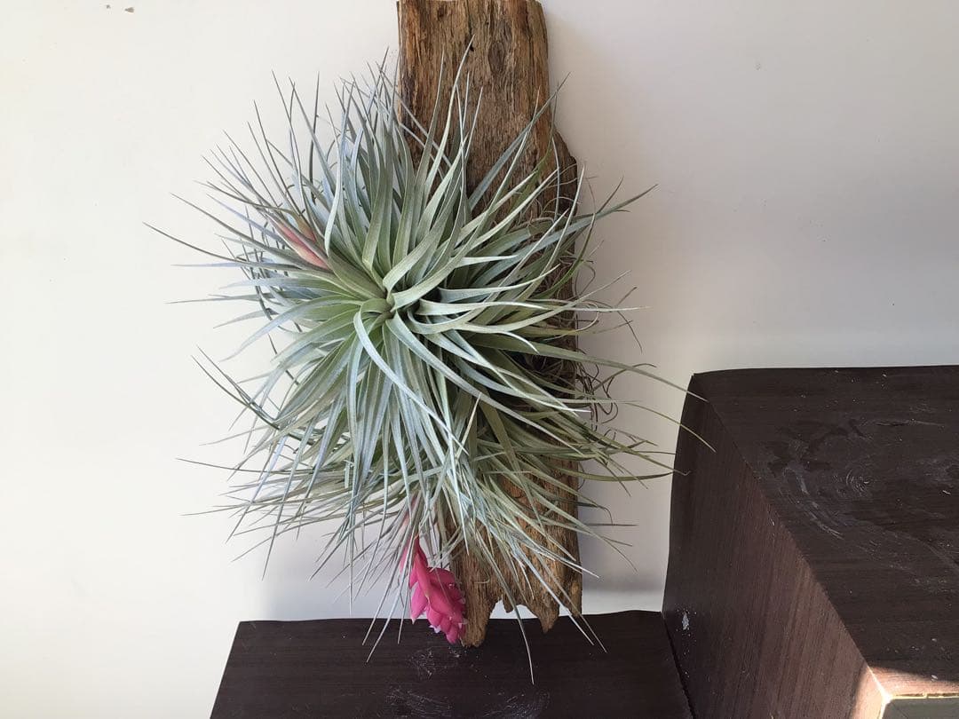 ③流木付け大株花付きテランジア・コットンキャンディー