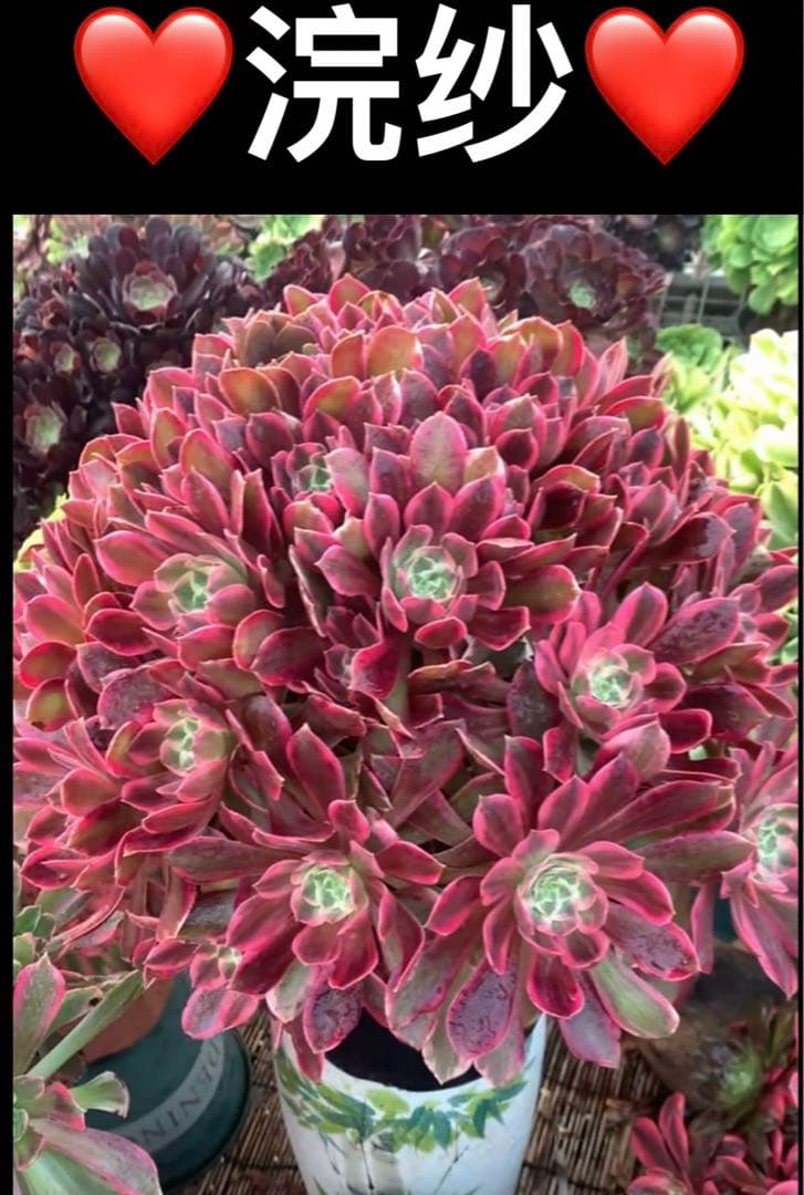 多肉植物アエオニウム錦❤️浣纱❤ 状態図