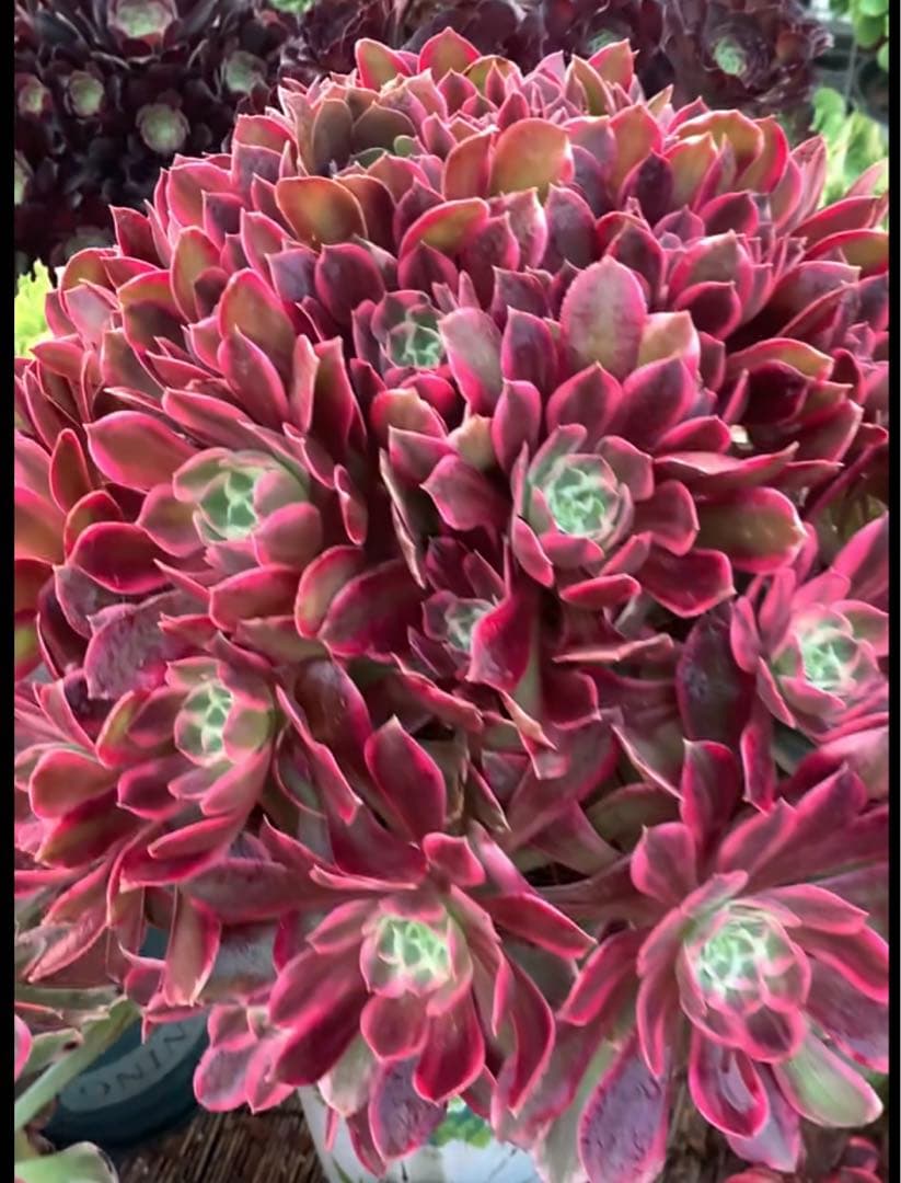 多肉植物アエオニウム錦❤️浣纱❤ 状態図