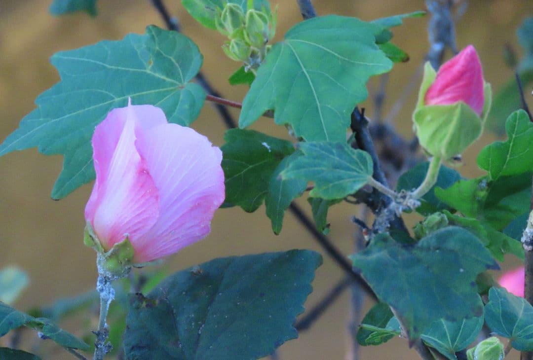 ワンコ散歩…観賞用