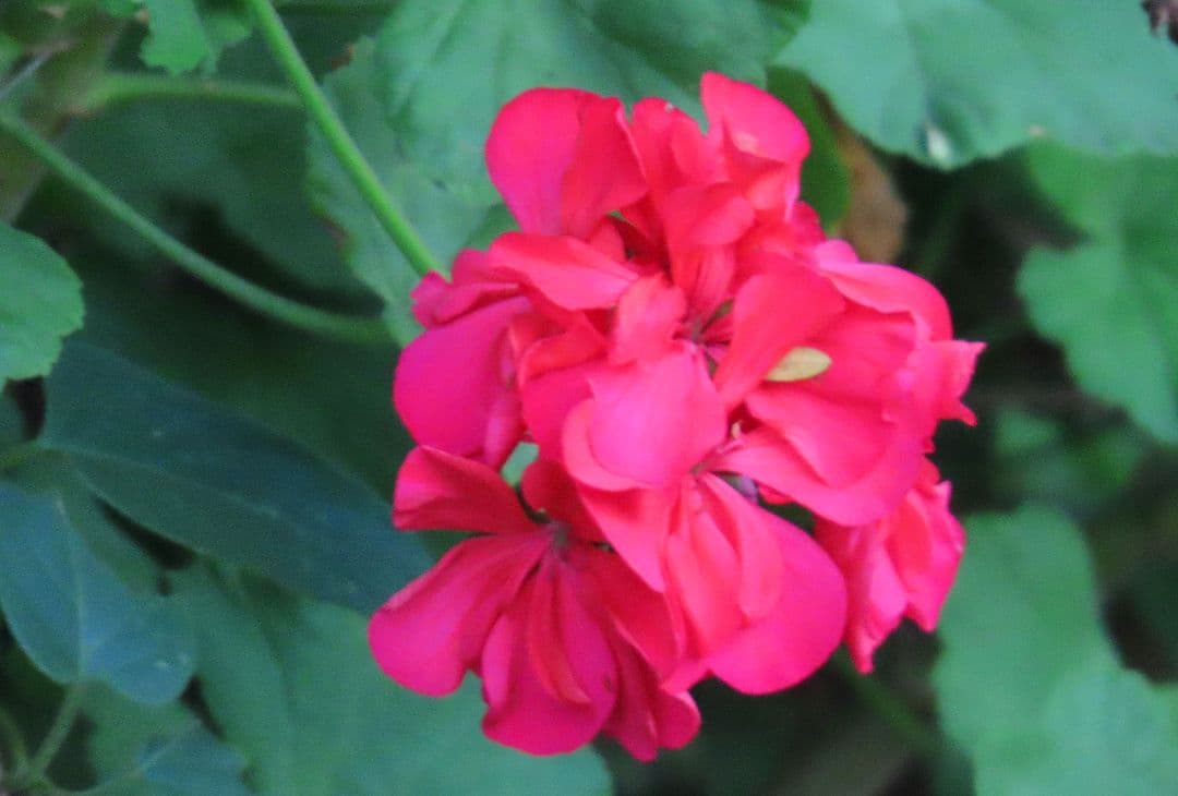 ワンコ散歩…観賞用