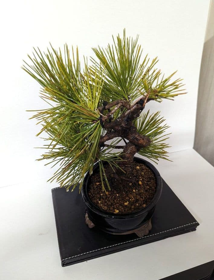 黒松盆栽