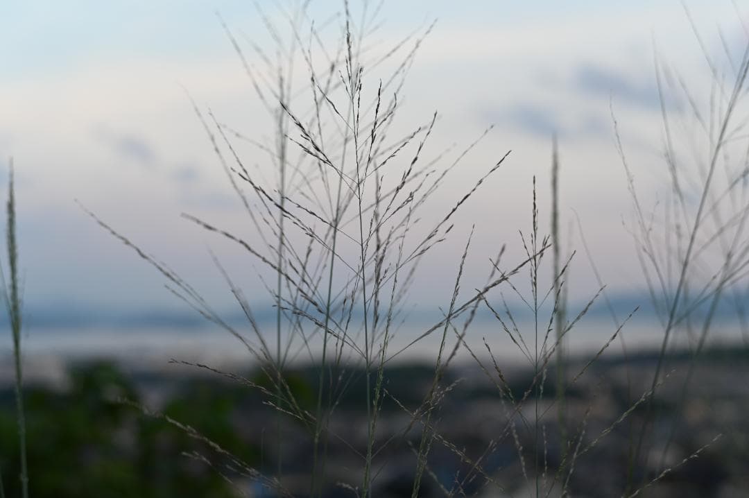 Nikon Z6 ミラーレス一眼
