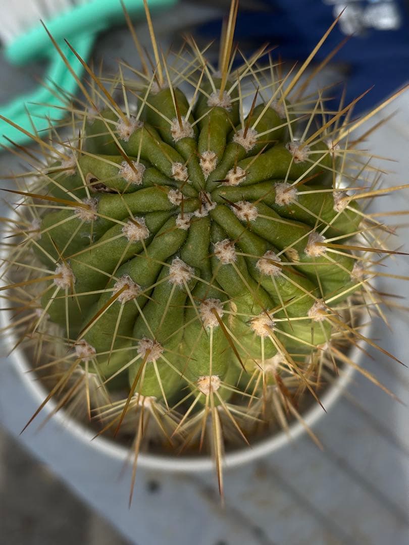 【開花株】多肉植物　花サボテン 大輪咲　アニト