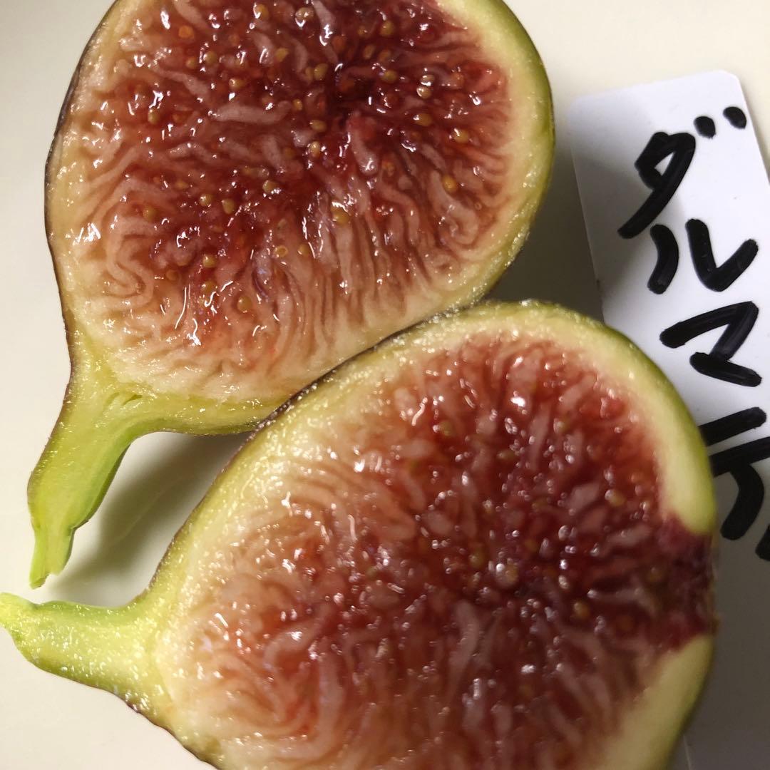いちじく穂木