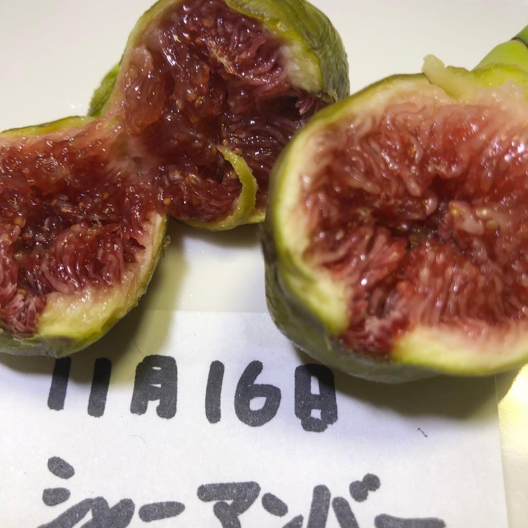 いちじく穂木