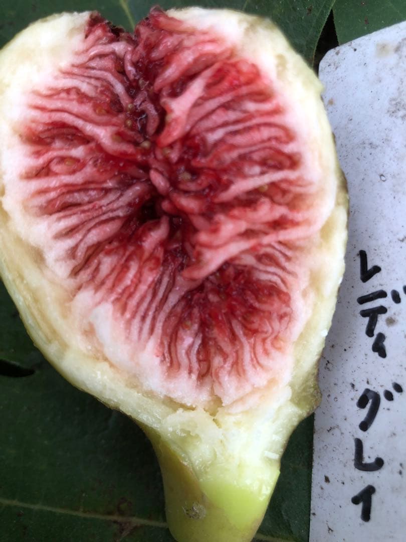 いちじく穂木