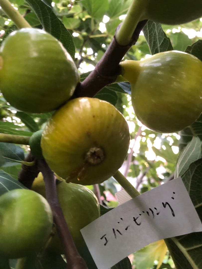 いちじく穂木