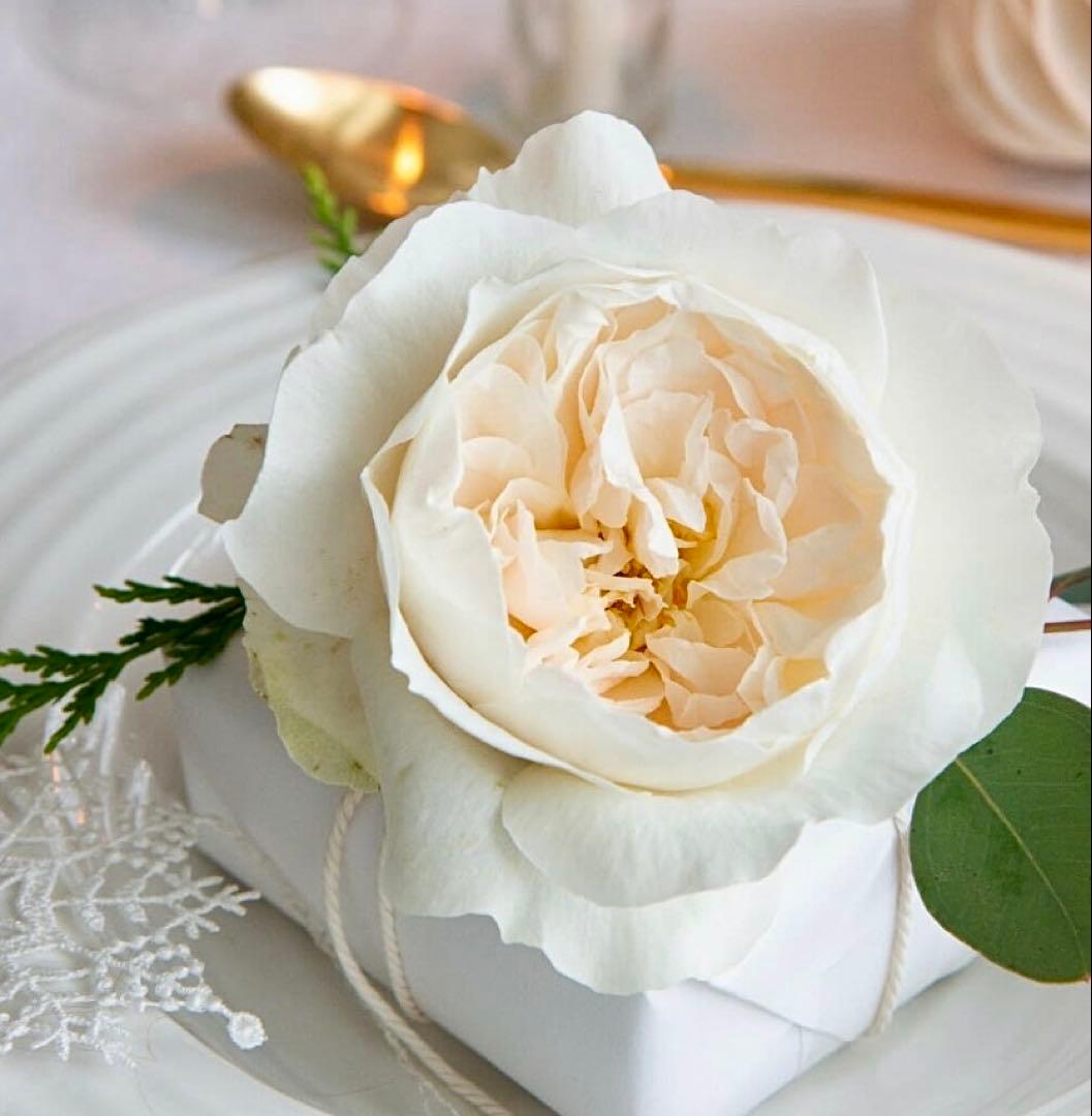 ホワイトバラ 薔薇　バラ苗　Purit#