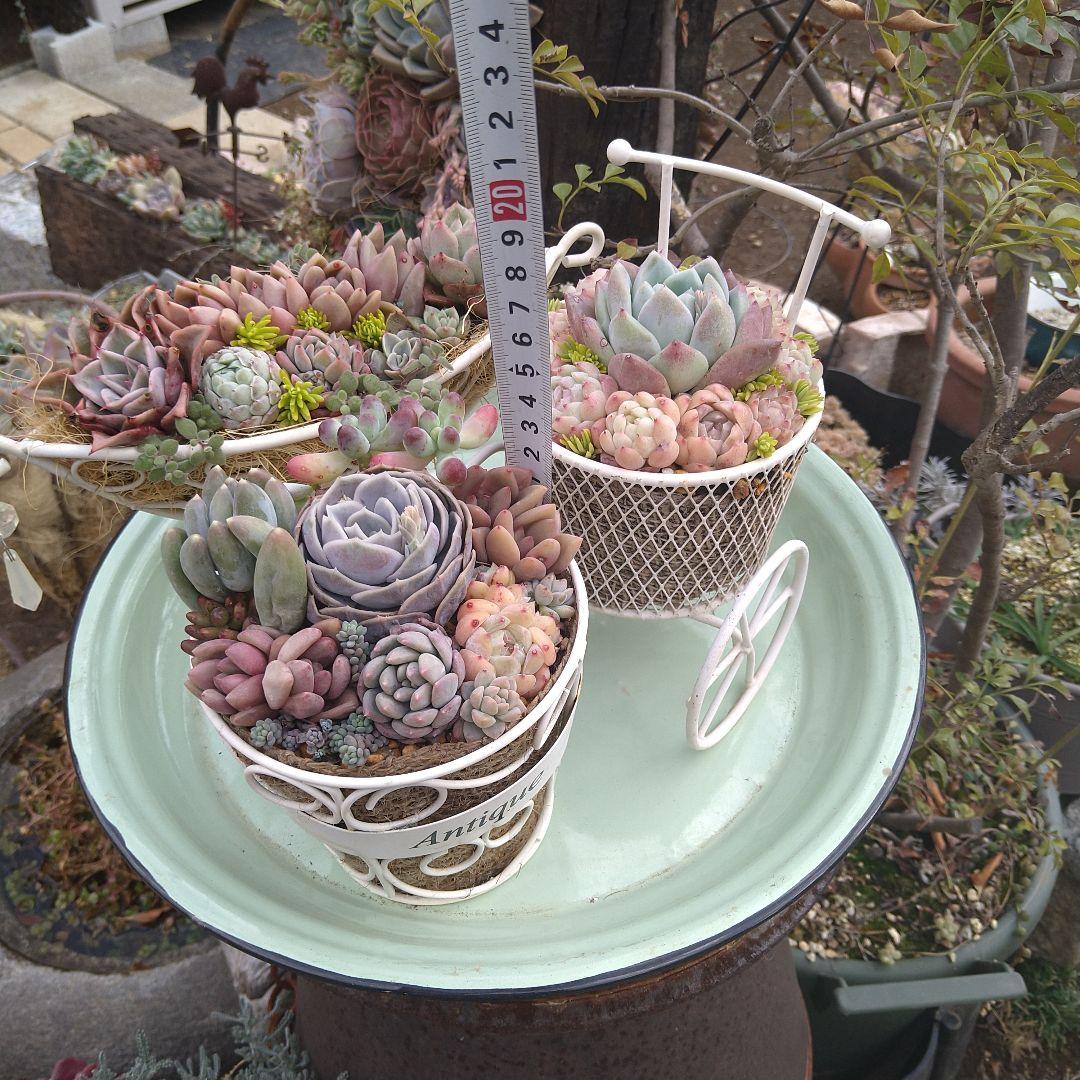 多肉植物寄植え【白いアイアン雑貨寄せ　３点セット♪】　そのまま飾れる　匿名発送