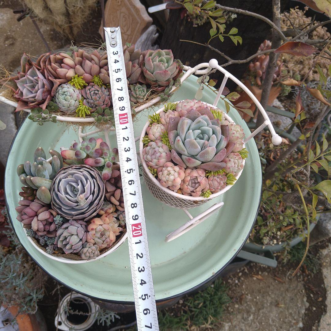 多肉植物寄植え【白いアイアン雑貨寄せ　３点セット♪】　そのまま飾れる　匿名発送