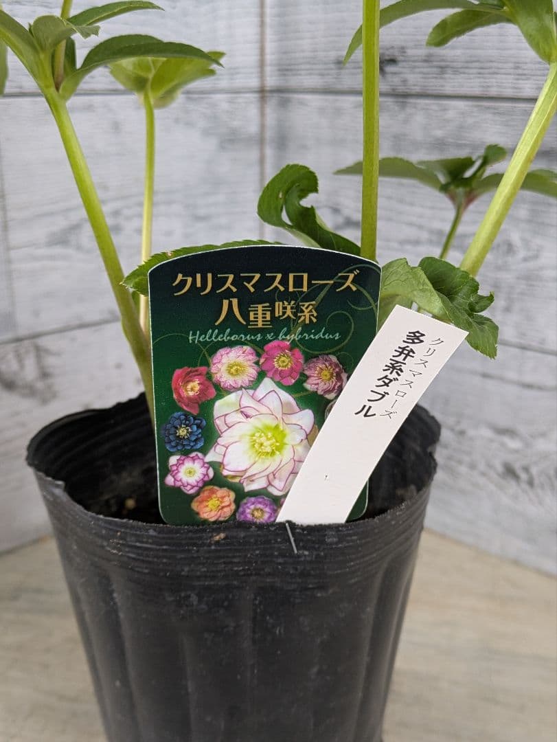 週末セール【現品・ポットまま発送】超希少　充実株曽田園芸多弁咲きクリスマスローズ
