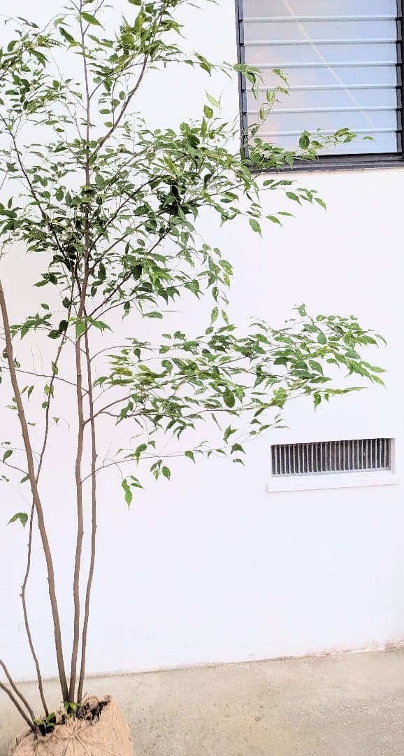 日曜特価！特大サイズの山採りハイノキ