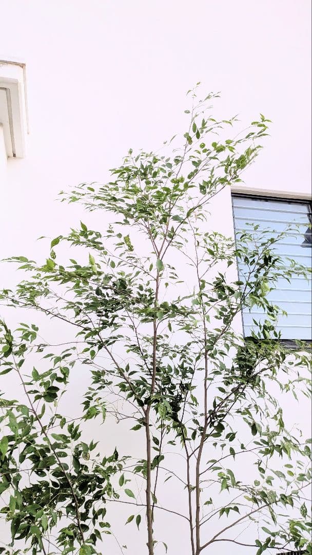 日曜特価！特大サイズの山採りハイノキ