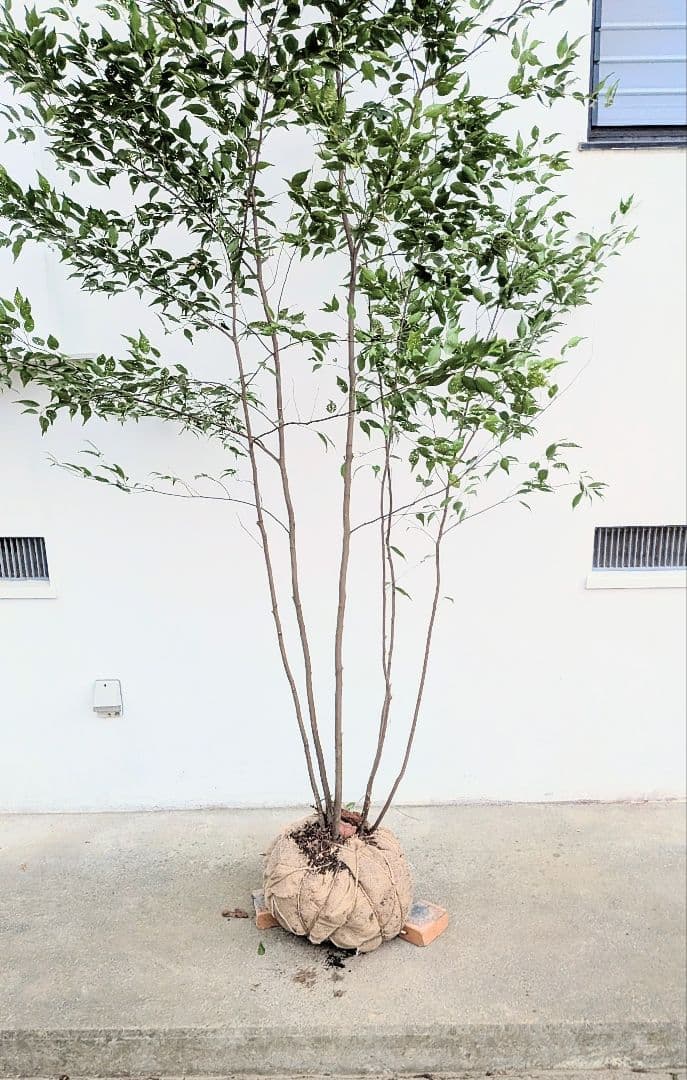 日曜特価！特大サイズの山採りハイノキ