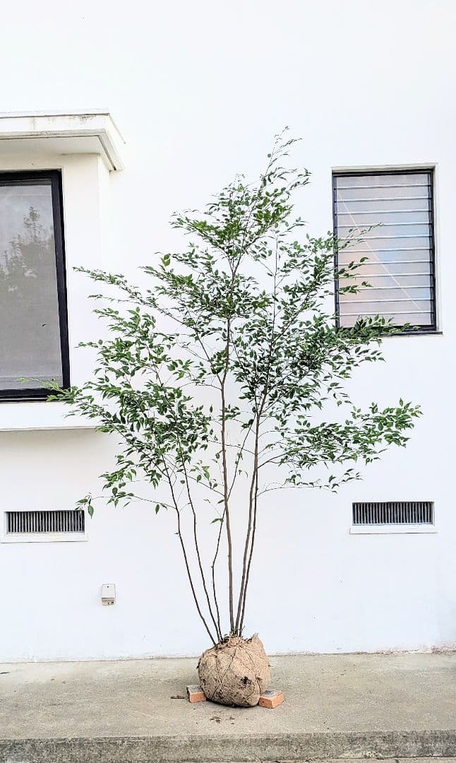 日曜特価！特大サイズの山採りハイノキ