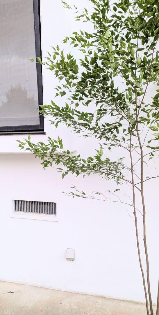 日曜特価！特大サイズの山採りハイノキ