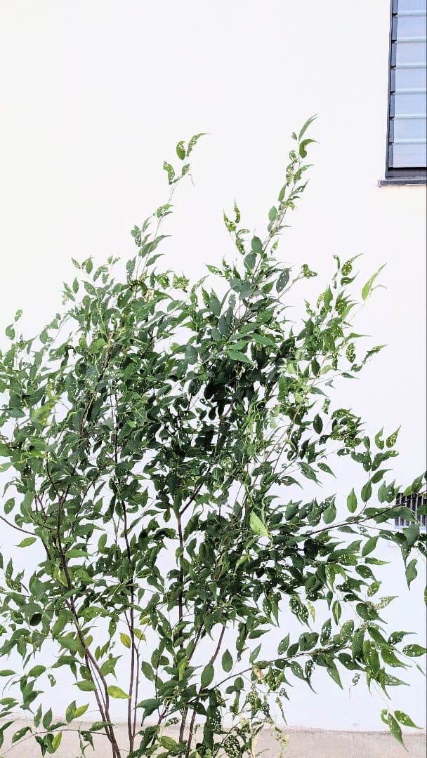 日曜特価！特大サイズの山採りハイノキ