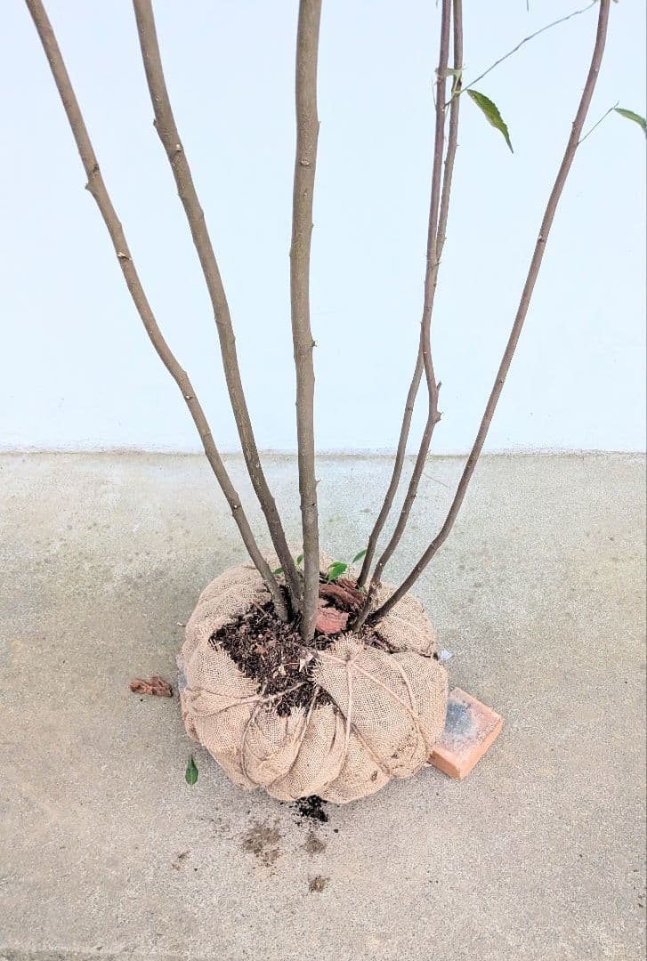 日曜特価！特大サイズの山採りハイノキ