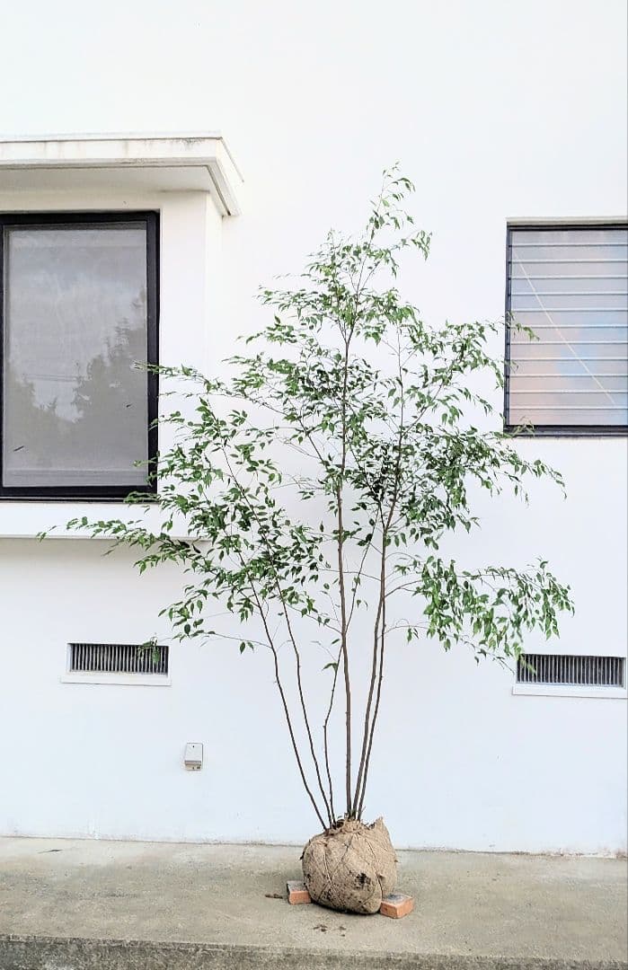 日曜特価！特大サイズの山採りハイノキ