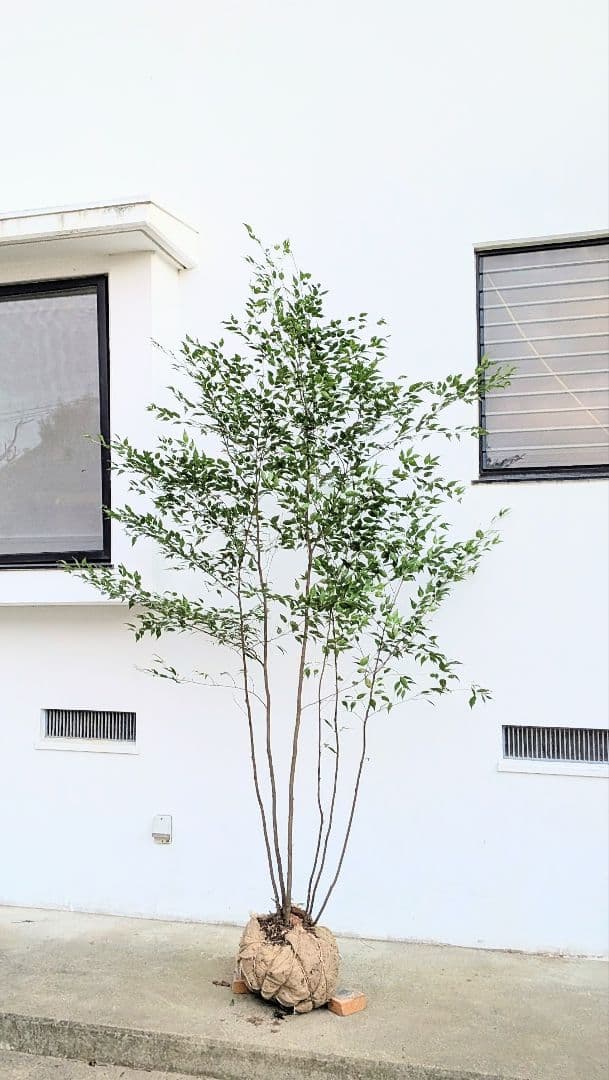 日曜特価！特大サイズの山採りハイノキ