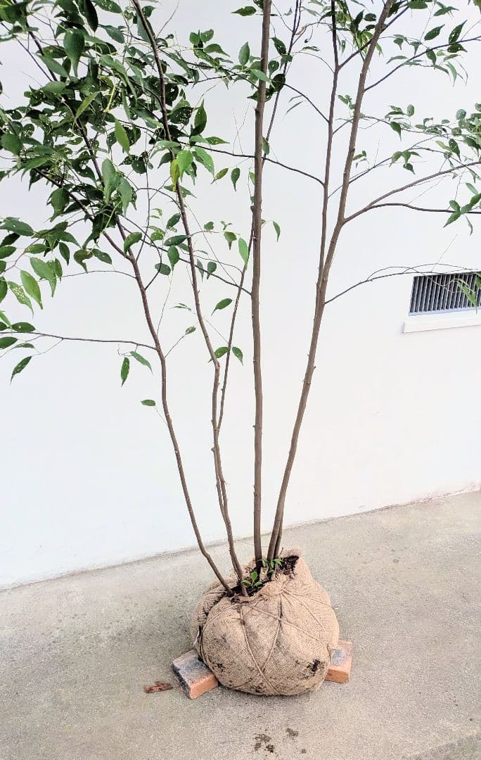 日曜特価！特大サイズの山採りハイノキ