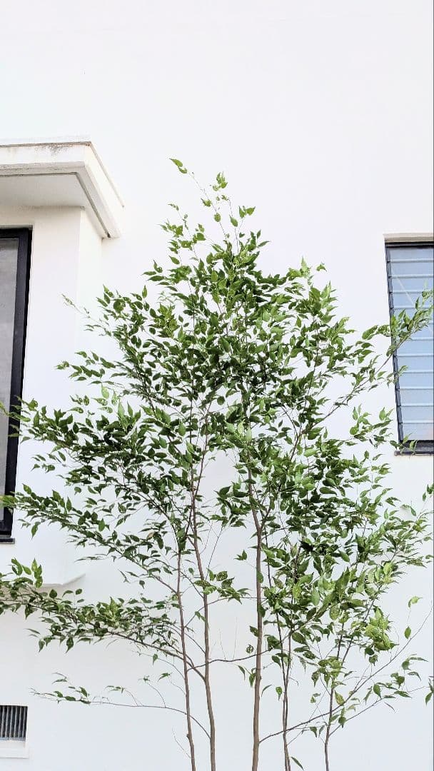 日曜特価！特大サイズの山採りハイノキ