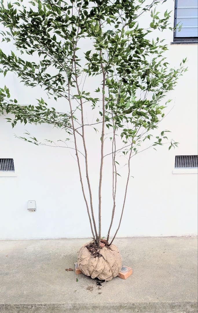 日曜特価！特大サイズの山採りハイノキ