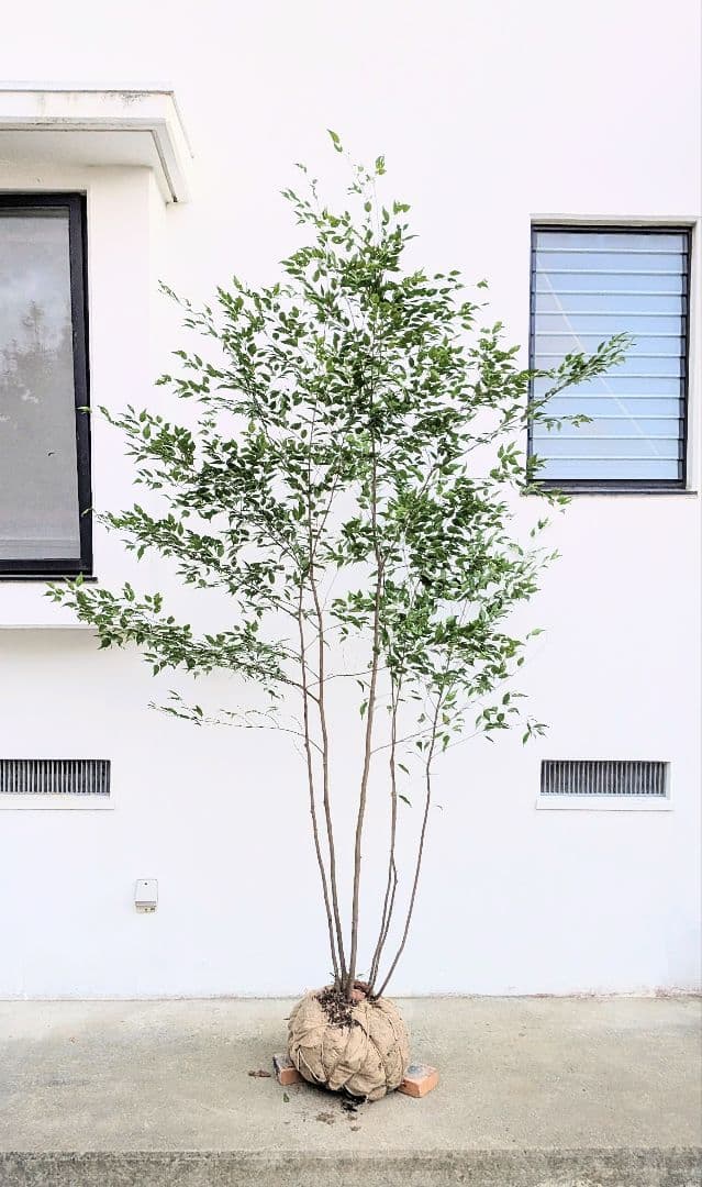 日曜特価！特大サイズの山採りハイノキ