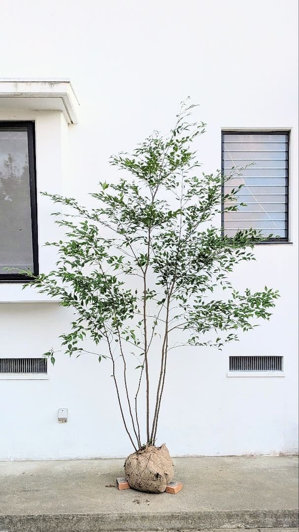 日曜特価！特大サイズの山採りハイノキ