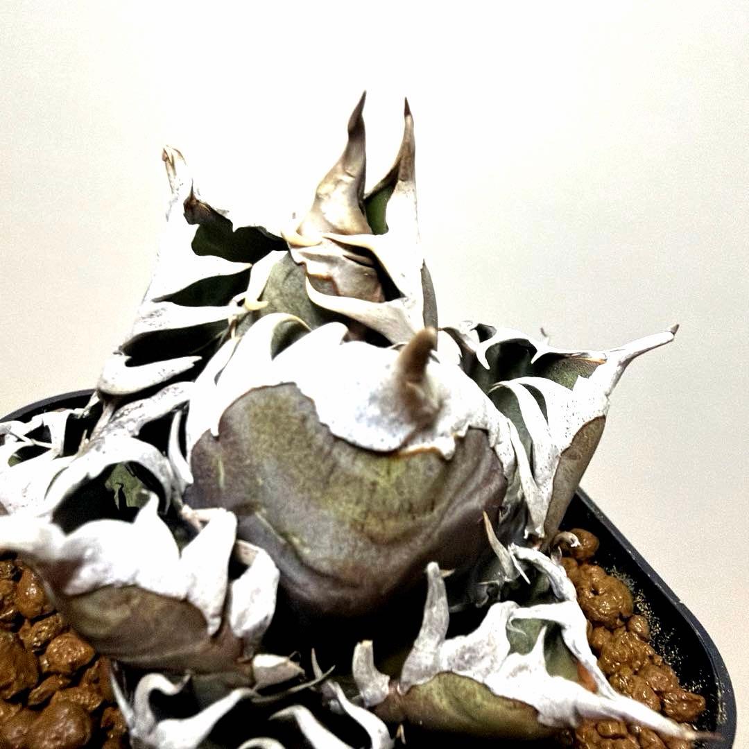 アガベ 鉢植発送 レッドキャット ゴリ猫極上血統 スペシャル個体 超特選　2