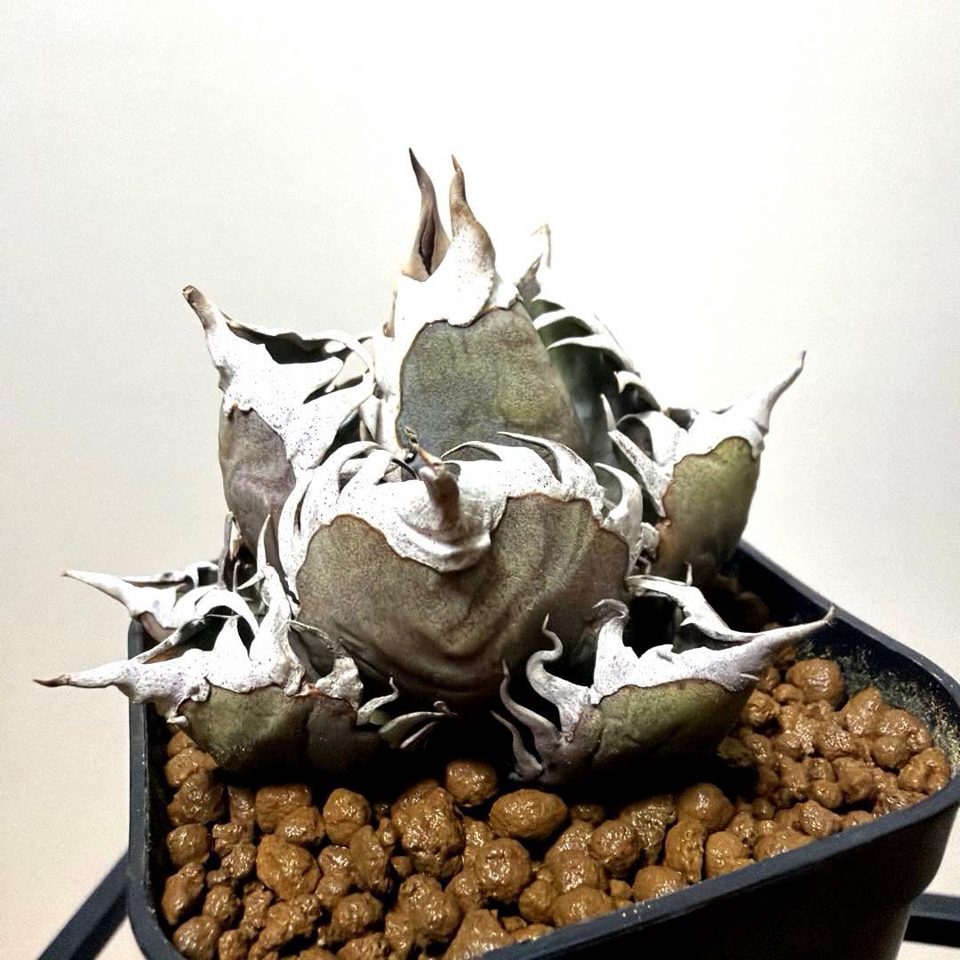 アガベ 鉢植発送 レッドキャット ゴリ猫極上血統 スペシャル個体 超特選　2