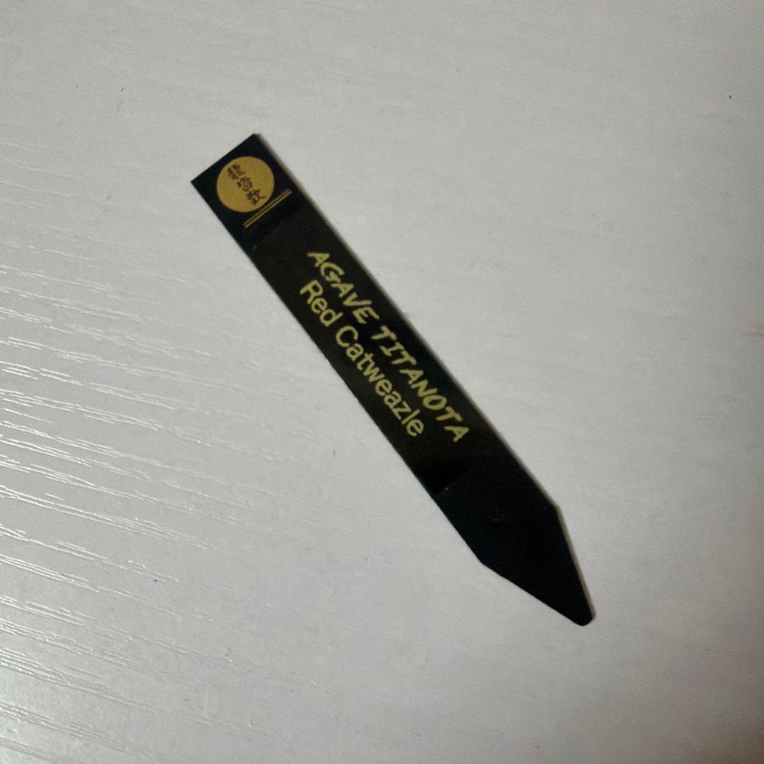 アガベ 鉢植発送 レッドキャット ゴリ猫極上血統 スペシャル個体 超特選　2