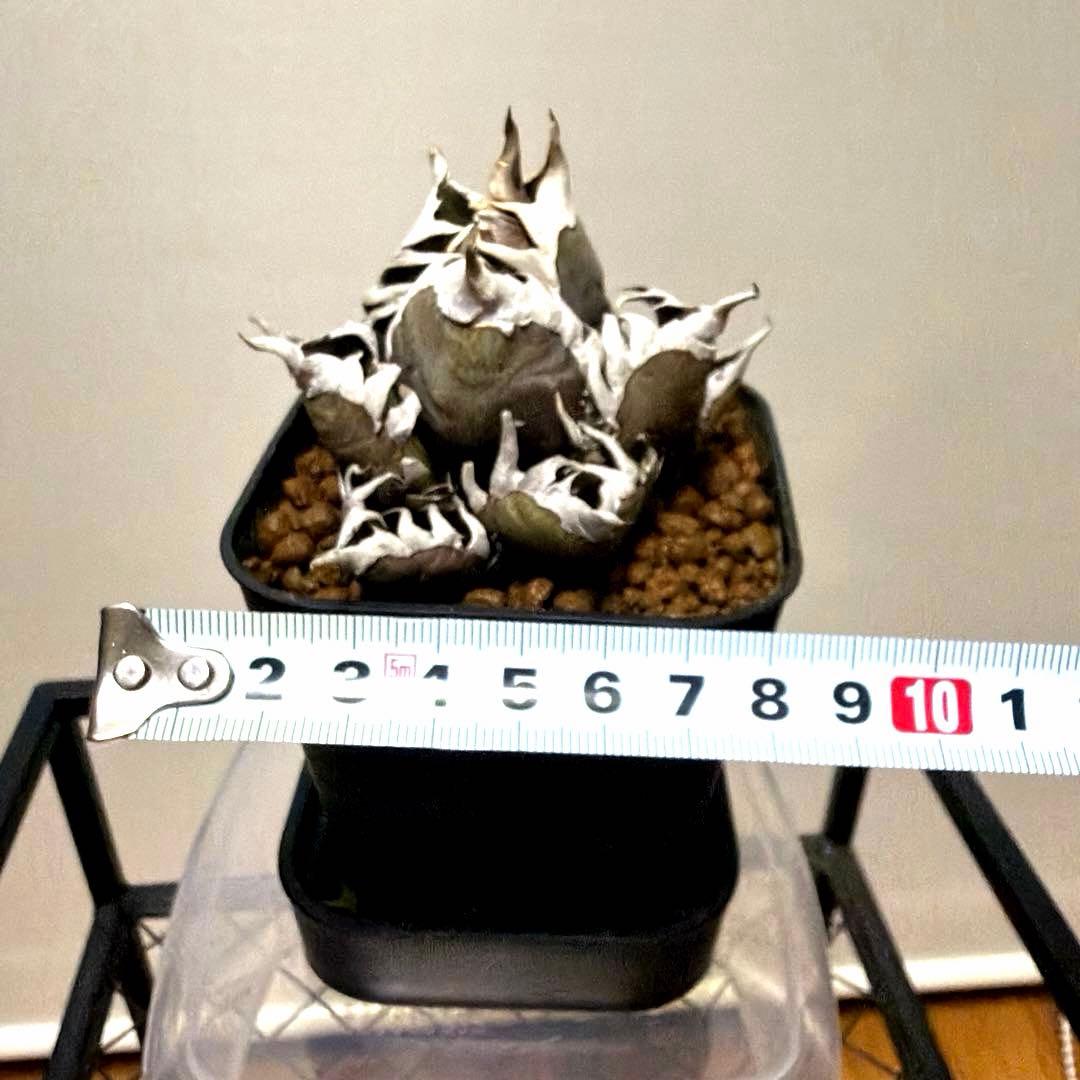アガベ 鉢植発送 レッドキャット ゴリ猫極上血統 スペシャル個体 超特選　2