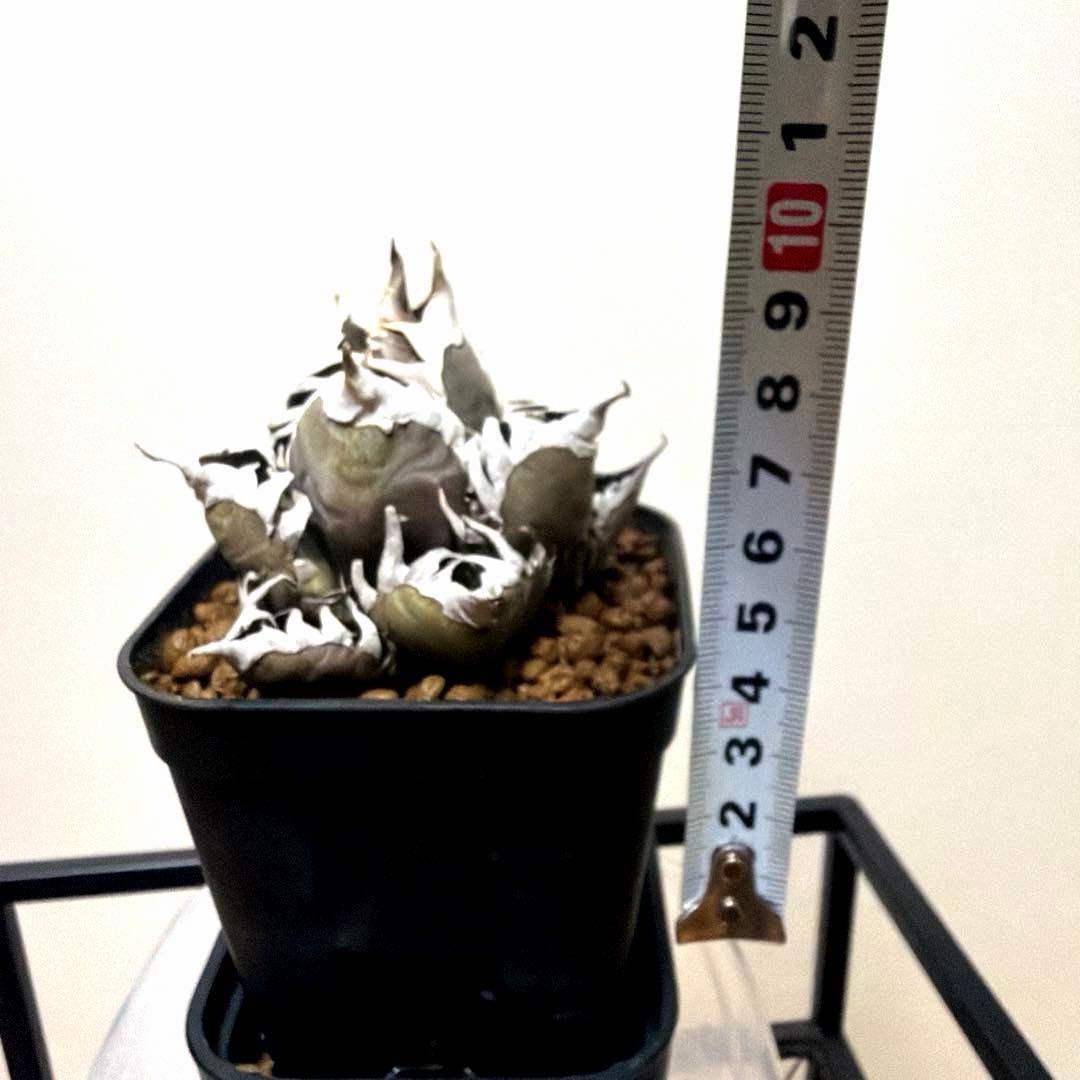 アガベ 鉢植発送 レッドキャット ゴリ猫極上血統 スペシャル個体 超特選　2