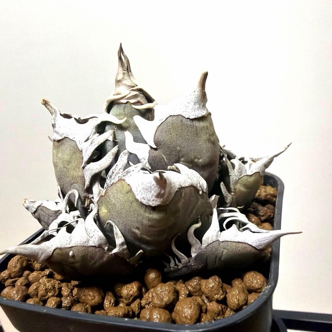 アガベ 鉢植発送 レッドキャット ゴリ猫極上血統 スペシャル個体 超特選　2