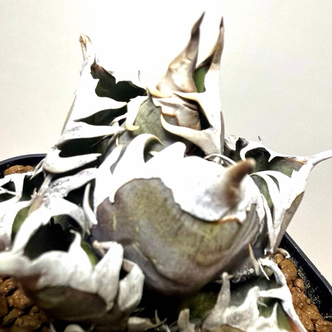 アガベ 鉢植発送 レッドキャット ゴリ猫極上血統 スペシャル個体 超特選　2