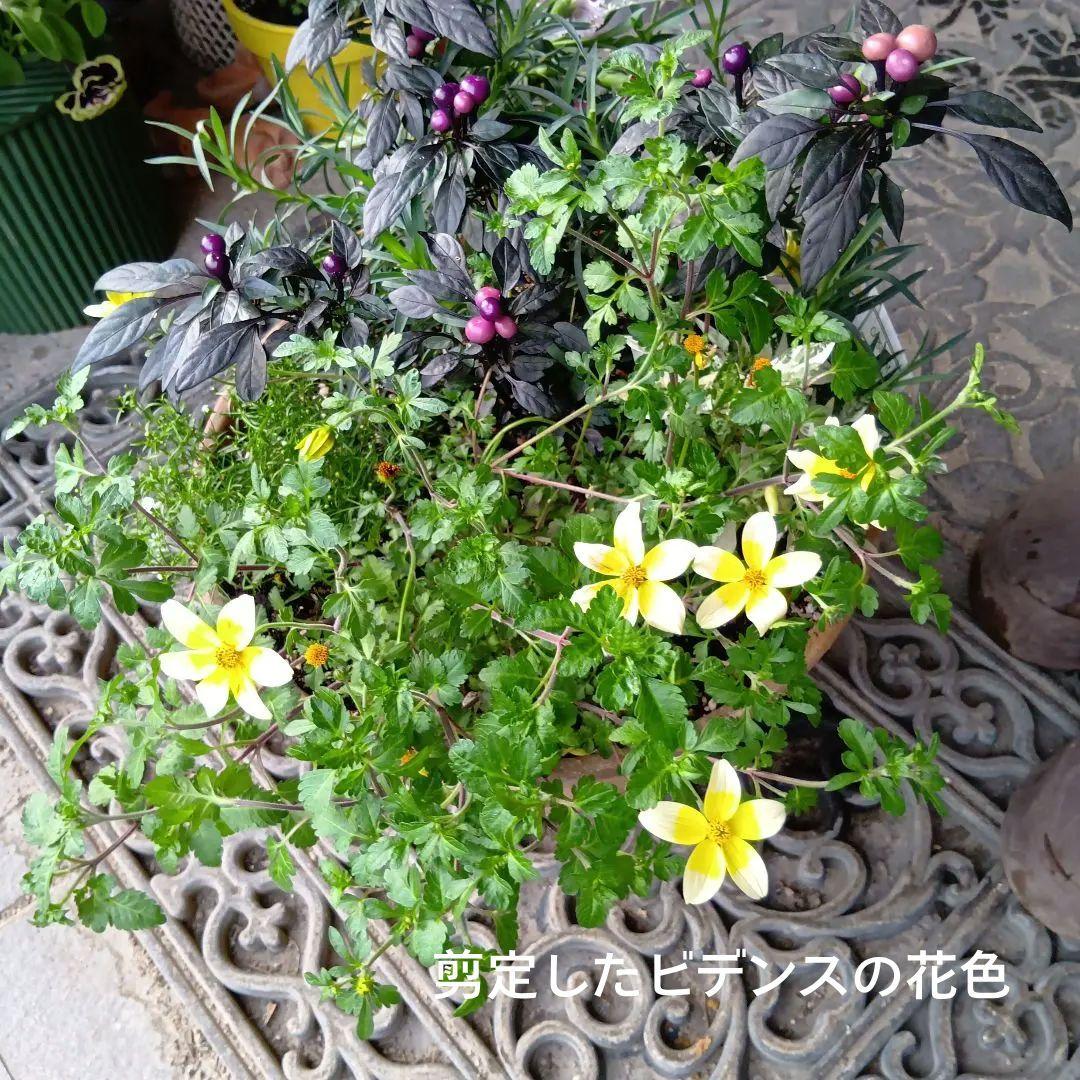 ビオラ(ヌーヴェルヴァーグ)　シクラメン　等　8種　寄せ植え　10号素焼き鉢