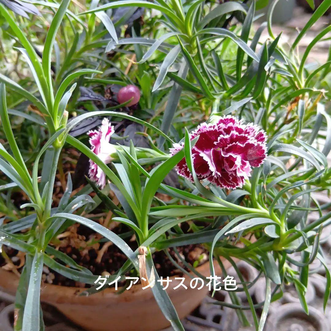 ビオラ(ヌーヴェルヴァーグ)　シクラメン　等　8種　寄せ植え　10号素焼き鉢