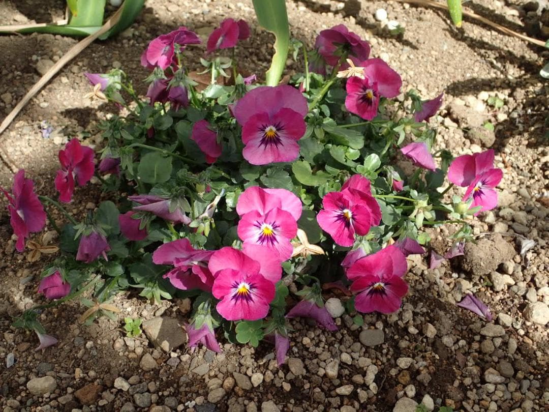 【中古箱付き】OLYMPUS TG-3工一郎（工事用デジタルカメラ）動作品