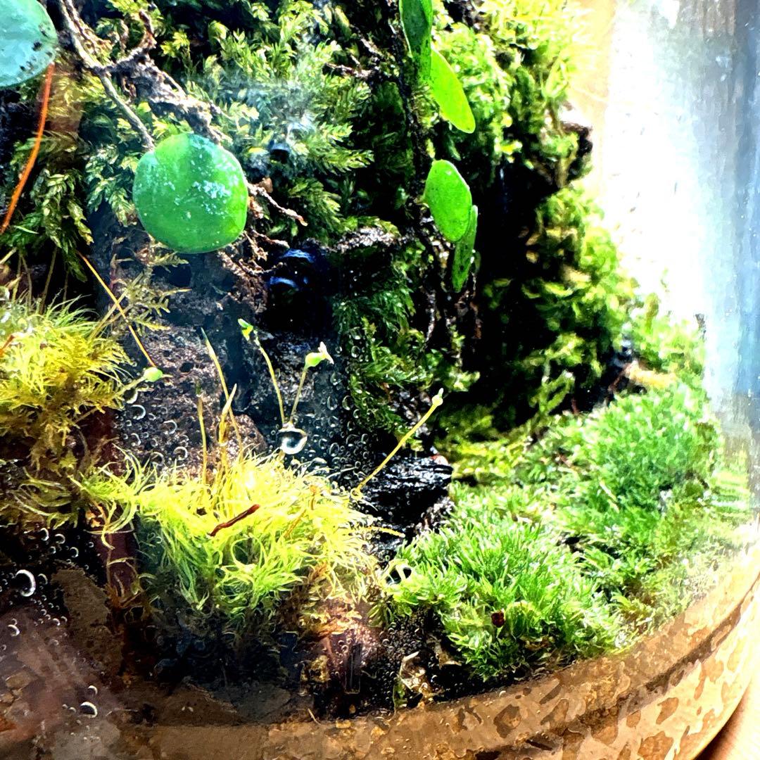 ❣️苔アート❣️洞窟天穴❣️完成品❣️送料込み❣️