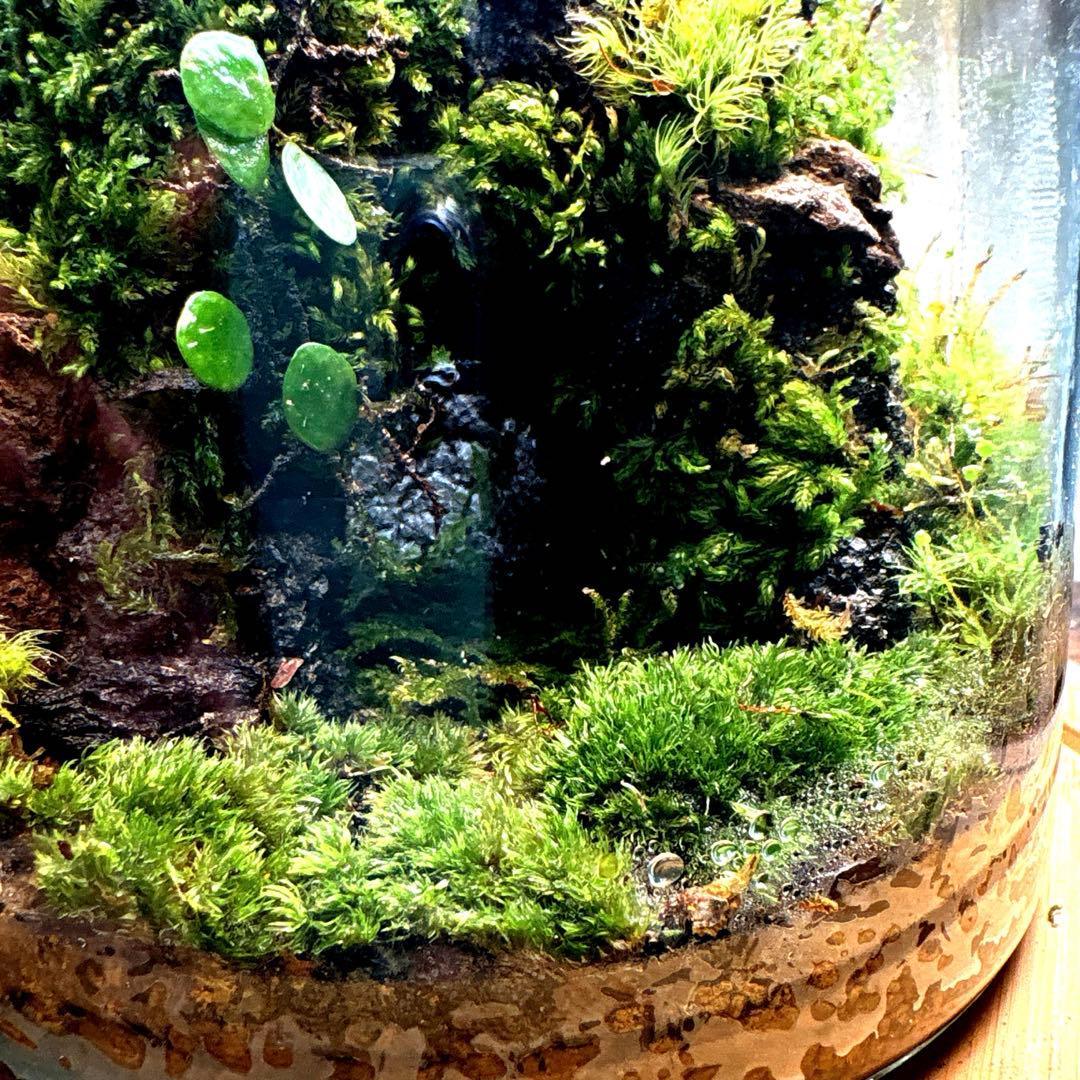 ❣️苔アート❣️洞窟天穴❣️完成品❣️送料込み❣️