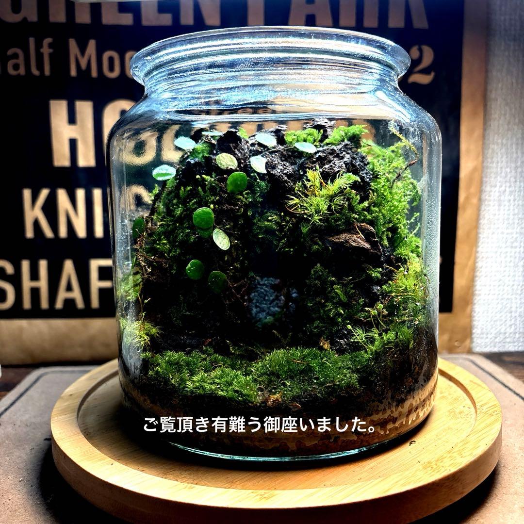 ❣️苔アート❣️洞窟天穴❣️完成品❣️送料込み❣️
