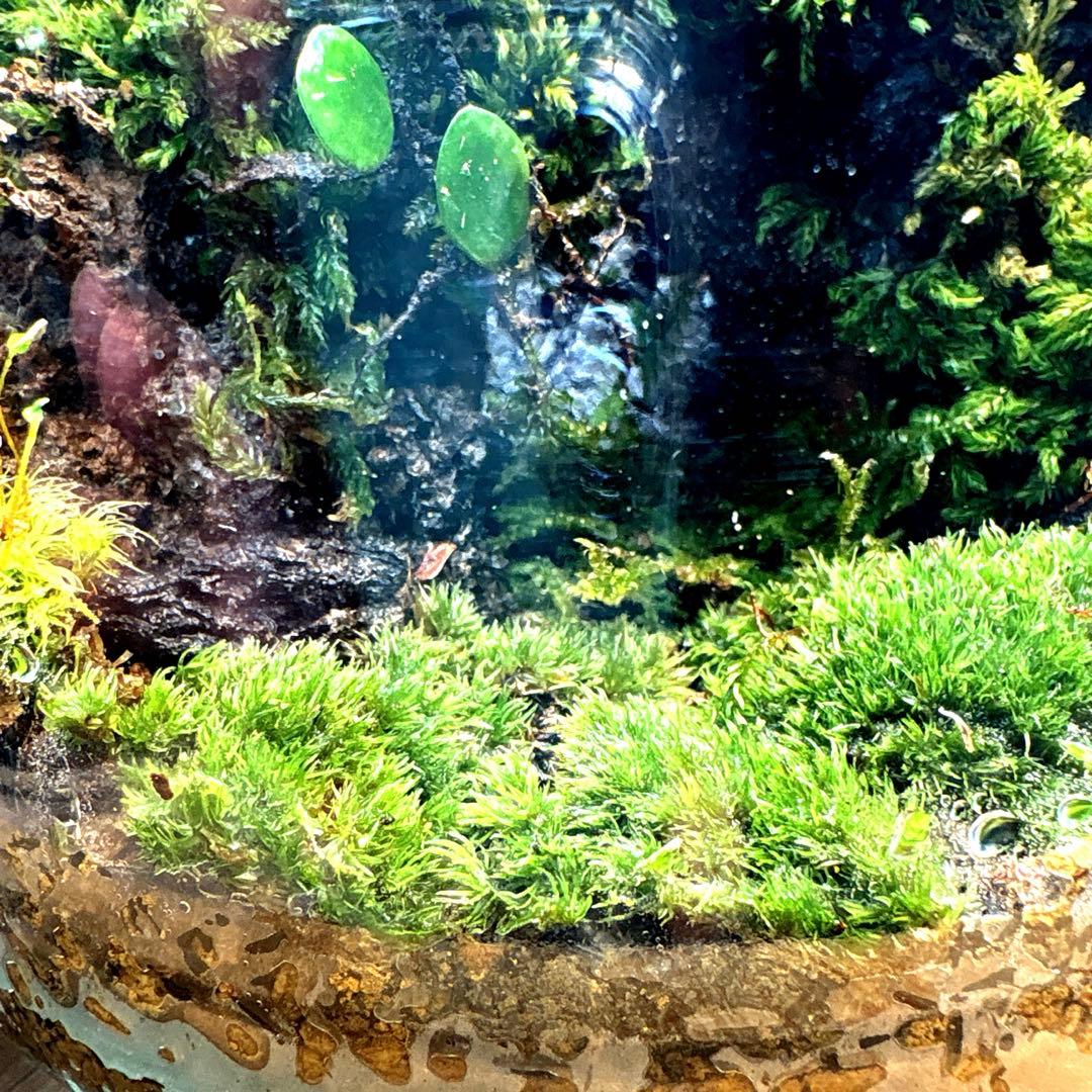 ❣️苔アート❣️洞窟天穴❣️完成品❣️送料込み❣️