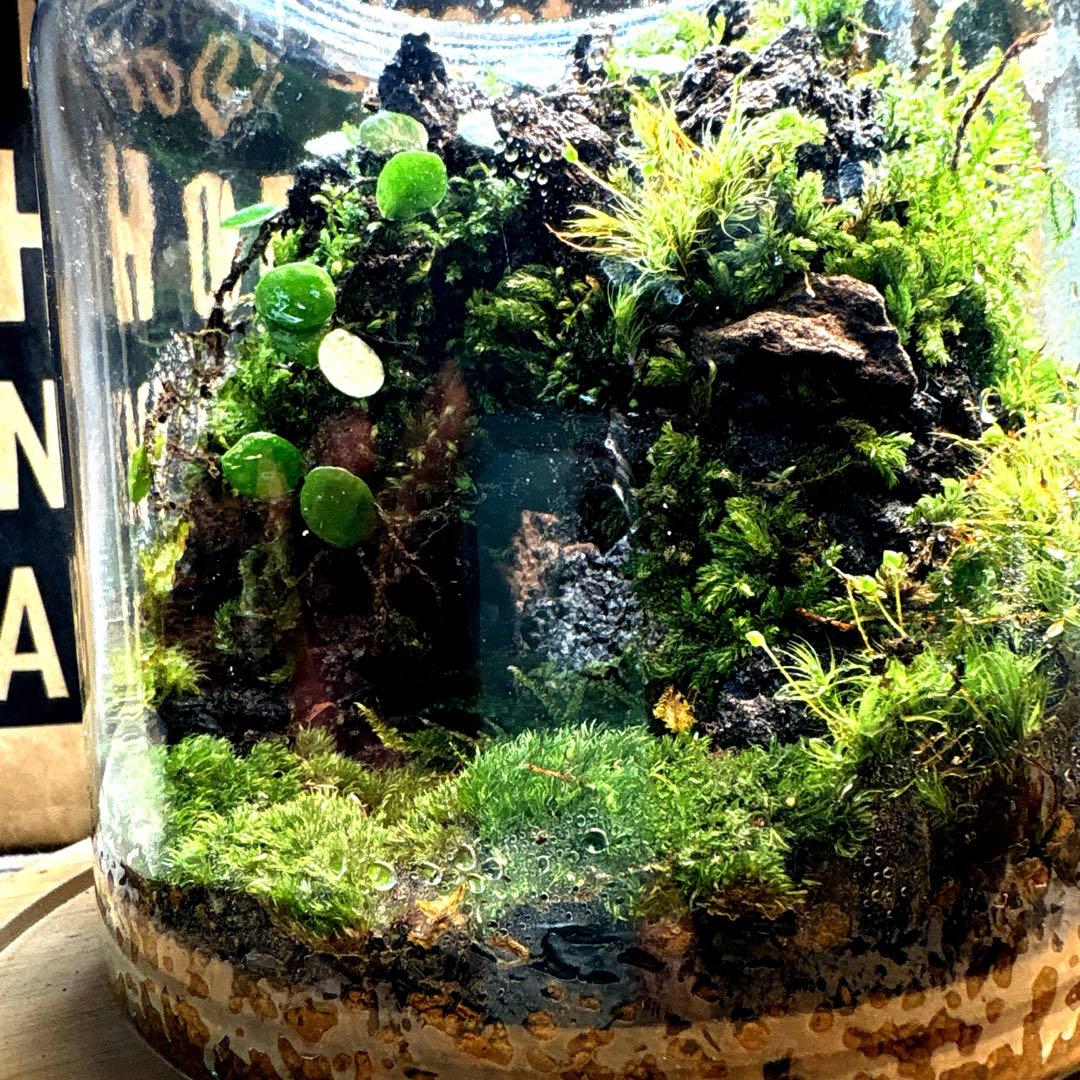 ❣️苔アート❣️洞窟天穴❣️完成品❣️送料込み❣️