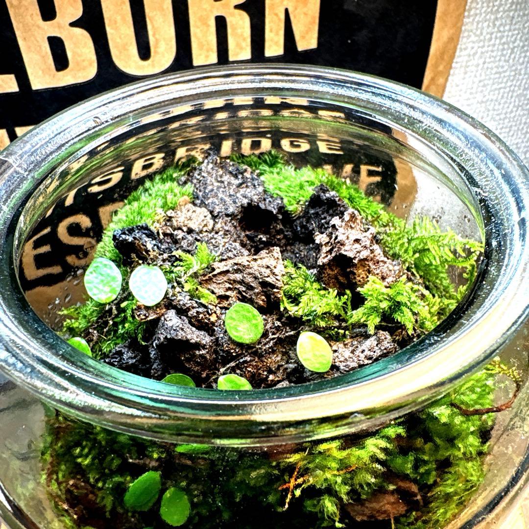 ❣️苔アート❣️洞窟天穴❣️完成品❣️送料込み❣️